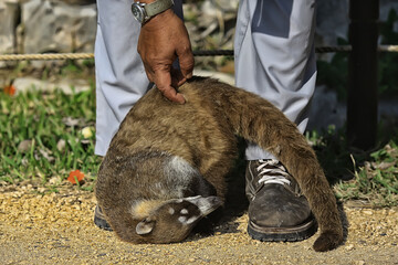 coati in nature, cute raccoon zoo