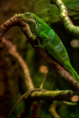 Watchful and awake green lizard resting on the branch inside the terrarium in the zoo.