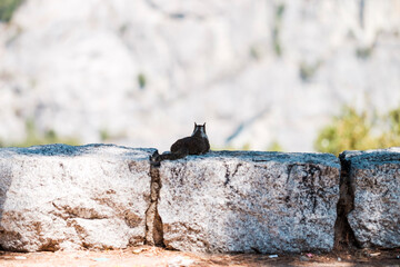 squirrel on a rock