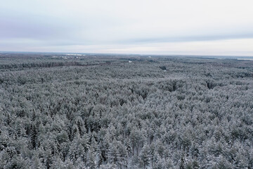 top view of a forest in winter, landscape of nature in a snowy forest, aero photo