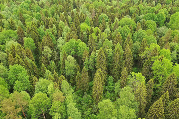 forest top view, landscape panorama view of summer forest with quadrocopter aerial view