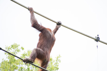 オランウータン © 元木文佳