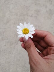 Fototapeta na wymiar daisy in hand