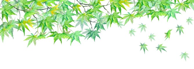 初夏の紅葉　楓　京都　水彩イラスト　暑中見舞い　残暑見舞い　他複数バリエーションあります