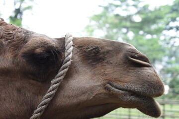 friendly but curious camel