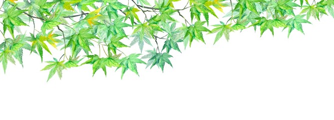 Fototapeta premium 初夏の紅葉 楓 京都 水彩イラスト 暑中見舞い 残暑見舞い 他複数バリエーションあります