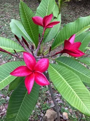 Zelfklevend Fotobehang Branch of red tropical flowers frangipani, plumeria © Maxim