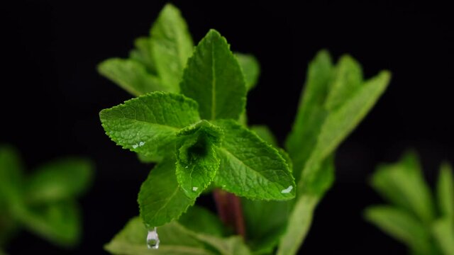 wet mint leaves with dripping drops on black background