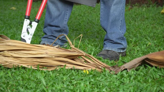 Gardener pruning a dry leaf palm in backyard