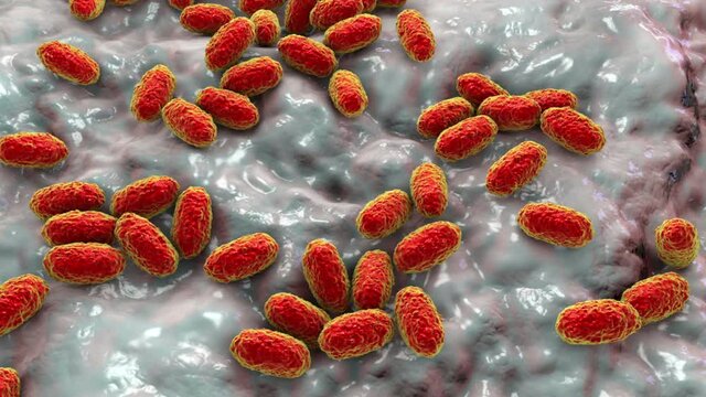 Whooping cough bacteria Bordetella pertussis, 3D animation. Gram-negative coccobacilli bacteria which cause children infection whooping cough