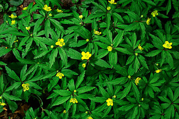 wild flowers top view background / abstract seasonal background, summer small flowers, nature spring, floral abstraction