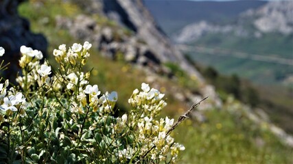 Flowers in the mountains