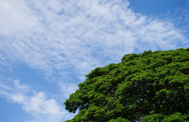 tree against blue sky