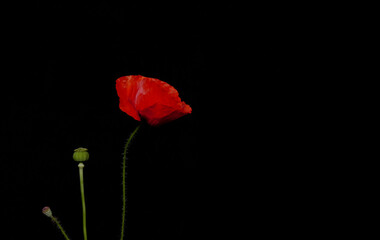 White and red wild flowers with a black background