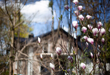 Blooming magnolia in the garden on the background of the house