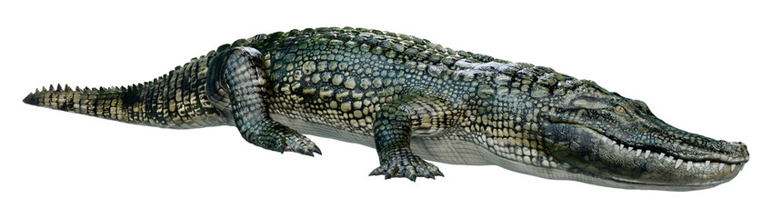 3D Rendering Green Alligator on White