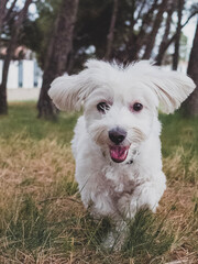 Young maltese bichon in the forest.