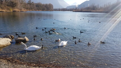 Wilds birds in Switzerland
