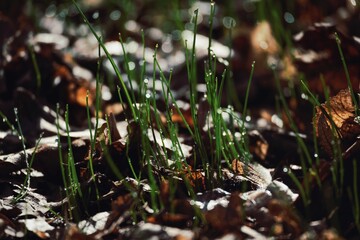 Raindrops, drops of water, early morning and sunlight, spring mood, dew 