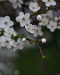 tree blossom, white flowers, spring nature 