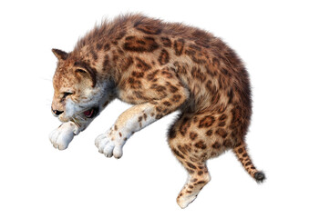 3D Rendering Sabertooth Tiger on White
