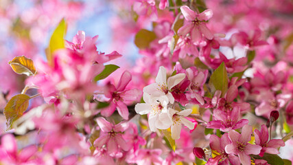 Pink sakura flowers on branch. Outdoor. Selective focus. Natural background