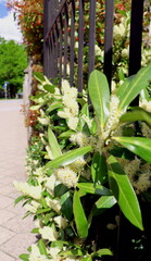 metal fence and flowering shrubs and flowers