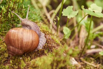 Grape snail on a stone, on a blurred background.
