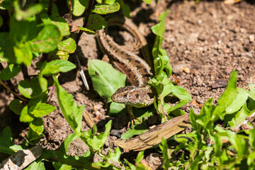 Zauneidechsen im Garten, Close up