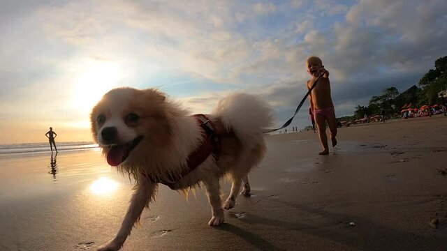 Wet pomeranian running with a white toddler by the ocean on a sunset