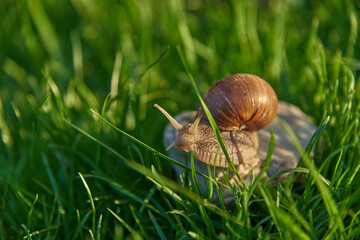 A large garden snail sits on a rock in the tall bright green grass.