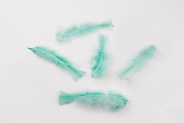 Fototapeta premium soft fluffy bird feathers on a white background