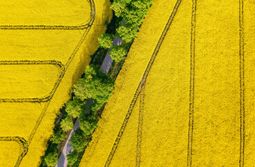 Aerial view of a road throught the rapeseed field, nature background with copy space