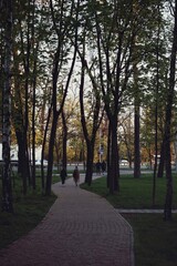 Naklejka premium path in the park, trees, landscape, nature