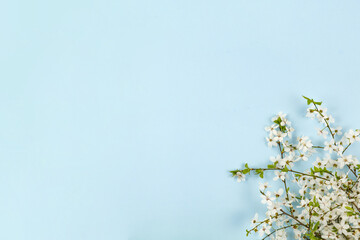 Blue background of free space and fresh flowers 