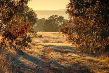 Frosty dirt road, Callum Brae Nature Reserve, ACT, May 2021