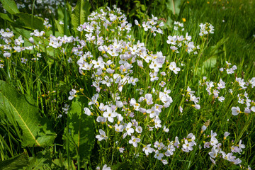 Obraz na płótnie Canvas The beautiful Cuckoo flowers in spring with the white and light purple petals, region of Twente and province of Overijssel, the Netherlands