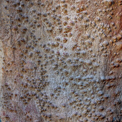 Felted scale insect scars on a dead eucalyptus, Jerrabomberra West Nature Reserve, ACT, May 2021