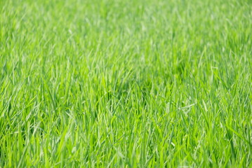 green rice field background
