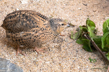 Quail in the sand