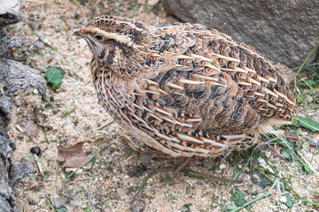 quail in the sand