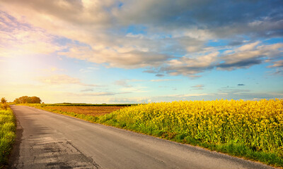 Road by a rapeseed field in blossom at sunset.