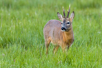 Kapitaler Rehbock auf einer feuchten Wiese