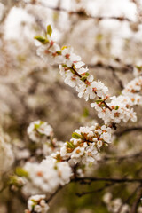 Beautiful branch of blossoming fruit tree - apricots or cherries. Selective focus, close up