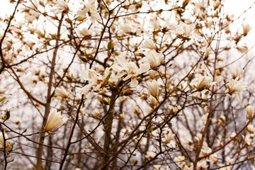 Beautiful blooming magnolia tree with many white buds and flowers. Spring botanical garden. Selective focus