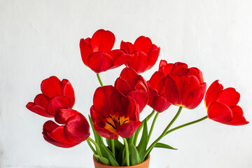 Large beautiful bouquet of bright red tulips in brown ceramic vase on white background. Spring botanical still life, close up
