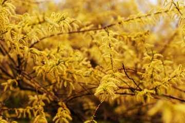 Lush large yellow bush grows in park or botanical garden. Spring nature concept. Close up, selective focus