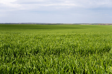 Young green wheat seedlings growing in soil on a field. Close up on sprouting rye on a field. Sprouts of rye. Sprouts of young barley or wheat that have sprouted in the soil. Agriculture, cultivation.