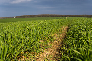 Obraz premium Young green wheat seedlings growing in soil on a field. Close up on sprouting rye on a field. Sprouts of rye. Sprouts of young barley or wheat that have sprouted in the soil. Agriculture, cultivation.