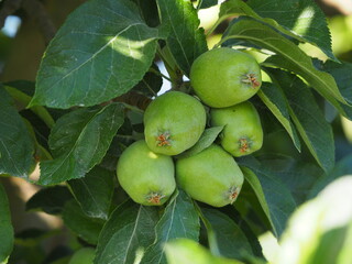 fruta de color verde y forma esférica creciendo en el árbol en primavera, lérida, españa, europa